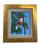 Framed Art 15.5x14 – Cuban Nature Collection