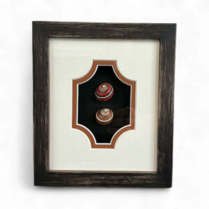 Polymita Elegance – Framed Natural Shell Art